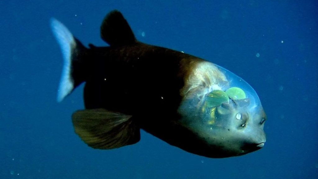 15 Strange Deep-Ocean Creatures That Look Like Space Aliens - SAFIR TV